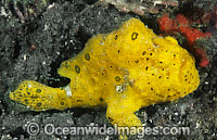 Painted Frogfish Antennarius pictus Photo - Gary Bell