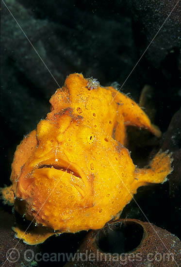 Painted Frogfish Antennarius pictus photo Painted Frogfish Antennarius pictus photo