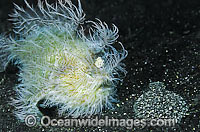 Striped Frogfish Antennarius striatus Photo - Gary Bell