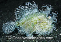 Striped Frogfish Antennarius striatus Photo - Gary Bell