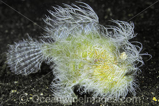 Striped Frogfish Antennarius striatus photo Striped Frogfish Antennarius striatus photo
