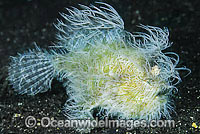 Striped Frogfish Antennarius striatus Photo - Gary Bell