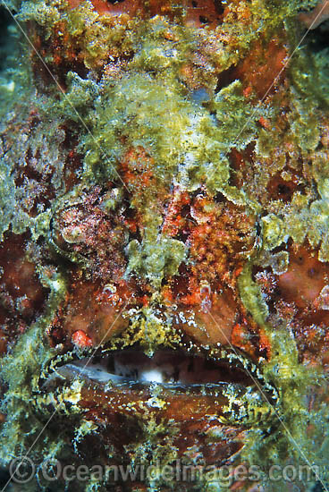 Giant Frogfish Antennarius commersoni photo Giant Frogfish Antennarius commersoni photo