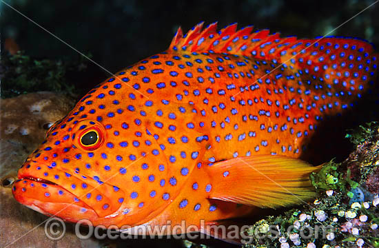Coral Grouper photo Coral Grouper photo