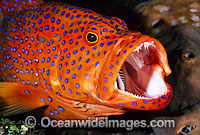 Coral Grouper Cephalopholis miniata Photo - Gary Bell
