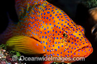 Coral Grouper cleaned by cleaner shrimp Photo - Gary Bell