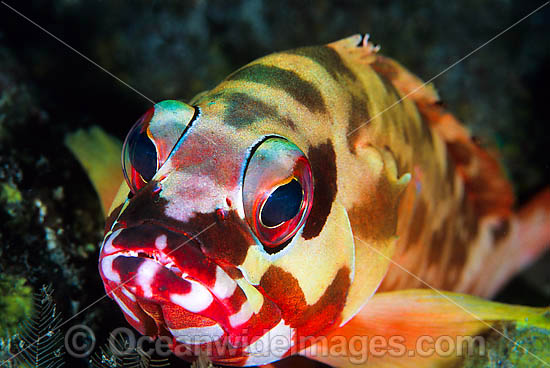 Black-tipped Grouper Epinephelus fasciatus photo Black-tipped Grouper Epinephelus fasciatus photo