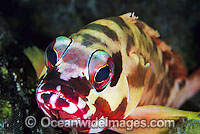 Black-tipped Grouper Epinephelus fasciatus Photo - Gary Bell