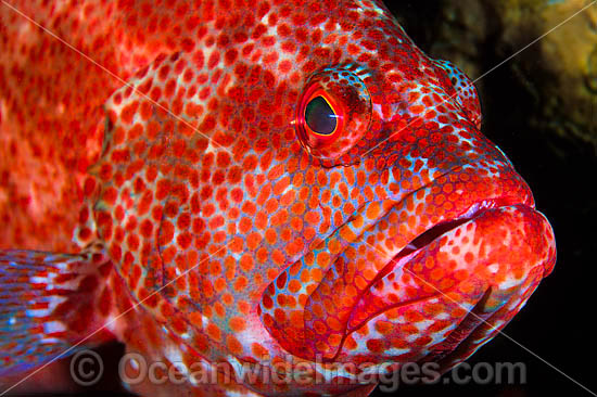 Tomato Grouper Cephalopholis sonnerati photo Tomato Grouper Cephalopholis sonnerati photo