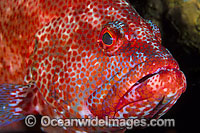 Tomato Grouper Cephalopholis sonnerati Photo - Gary Bell
