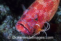 Tomato Grouper cleaned by shrimp Photo - Gary Bell
