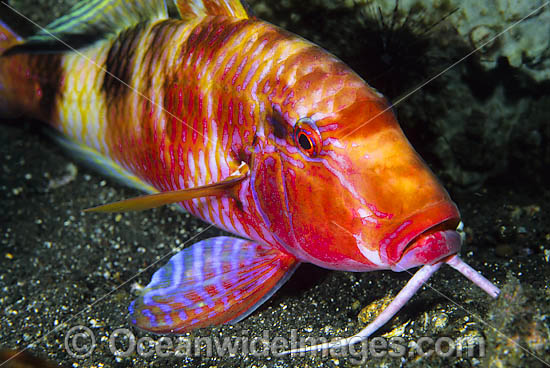 Long-barbel Goatfish Parupeneus macronema photo Long-barbel Goatfish Parupeneus macronema photo