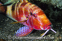 Long-barbel Goatfish Parupeneus macronema Photo - Gary Bell