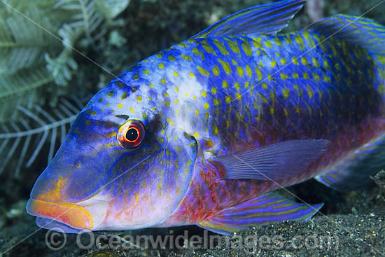 Banded Goatfish Parupeneus multifasciatus photo Banded Goatfish Parupeneus multifasciatus photo