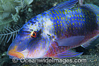 Banded Goatfish Parupeneus multifasciatus Photo - Gary Bell