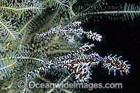 Harlequin Ghost Pipefish in Crinoid Photo - Gary Bell