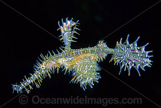 Harlequin Ghost Pipefish photo Harlequin Ghost Pipefish photo