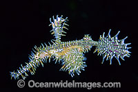 Harlequin Ghost Pipefish Photo - Gary Bell