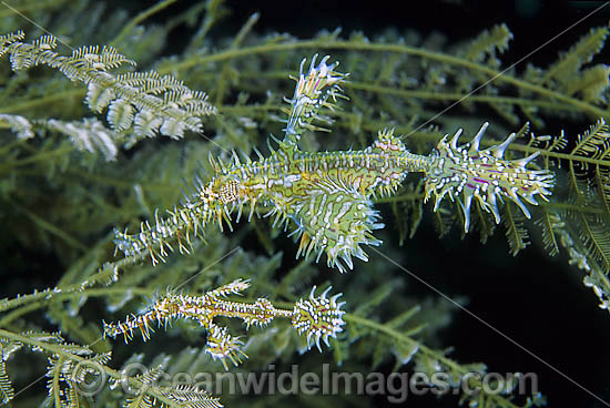 Harlequin Ghost Pipefish in Stinging Hydroid photo Harlequin Ghost Pipefish in Stinging Hydroid photo