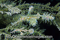 Harlequin Ghost Pipefish in Stinging Hydroid Photo - Gary Bell