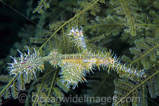 Harlequin Ghost Pipefish in Stinging Hydroid photo Harlequin Ghost Pipefish in Stinging Hydroid photo