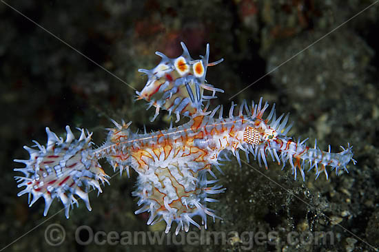 Harlequin Ghost Pipefish photo Harlequin Ghost Pipefish photo
