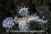 Harlequin Ghost Pipefish Photo - Gary Bell