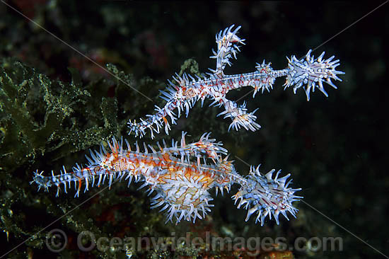 Harlequin Ghost Pipefish photo Harlequin Ghost Pipefish photo