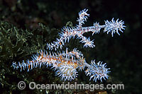 Harlequin Ghost Pipefish Photo - Gary Bell
