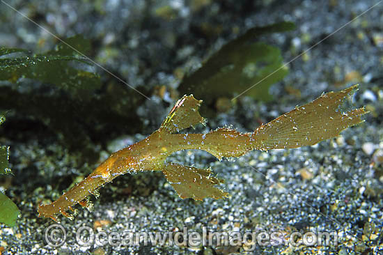 Robust Ghost Pipefish Solenostomus cyanopterus photo Robust Ghost Pipefish Solenostomus cyanopterus photo