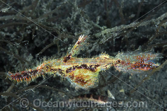 Rough-snout Ghost Pipefish Solenostomus paegnius photo Rough-snout Ghost Pipefish Solenostomus paegnius photo