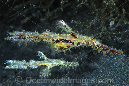Rough-snout Ghost Pipefish Solenostomus paegnius photo Rough-snout Ghost Pipefish Solenostomus paegnius photo