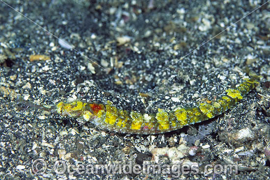 Pipefish Indonesia photo Pipefish Indonesia photo