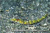Pipefish Indonesia Photo - Gary Bell