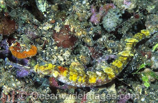 Pipefish Indonesia photo Pipefish Indonesia photo