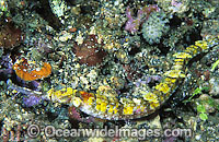 Pipefish Indonesia Photo - Gary Bell