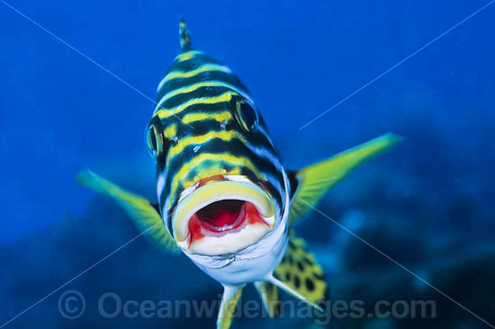 Oriental Sweetlips photo Oriental Sweetlips photo