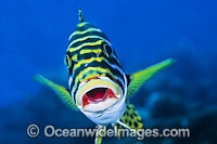 Oriental Sweetlips Photo - Gary Bell