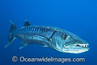 Great Barracuda Photo - Gary Bell