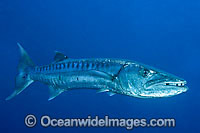 Great Barracuda Sphyraena barracuda Photo - Gary Bell