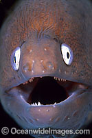 White-eyed Moray Siderea thyrsoidea Photo - Gary Bell