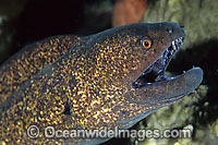 Yellow-edged Moray Gymnothorax flavimarginatus Photo - Gary Bell