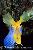 Pair of Blue Ribbon Eels Photo - Gary Bell