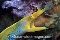 Blue Ribbon Eel female Photo - Gary Bell