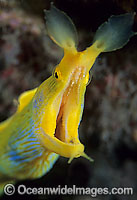 Blue Ribbon Eel female Photo - Gary Bell