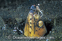 Black-finned Snake Eel cleaned by shrimp Photo - Gary Bell