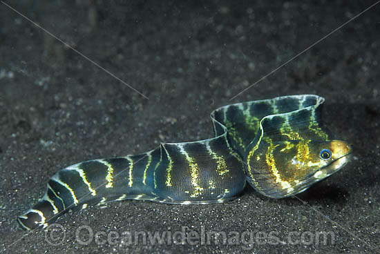 Barred Moray Eel Echidna polyzona photo Barred Moray Eel Echidna polyzona photo