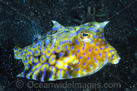 Thorny-back Cowfish Lactoria fornasini photo Thorny-back Cowfish Lactoria fornasini photo
