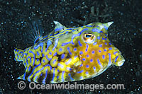 Thorny-back Cowfish Lactoria fornasini Photo - Gary Bell