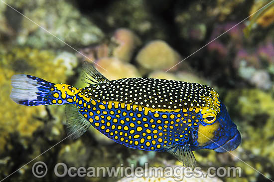 Spotted Boxfish Ostracion meleagris photo Spotted Boxfish Ostracion meleagris photo
